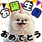 White Pomeranian to celebrate