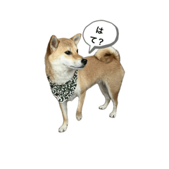 koumeme_20241108102719