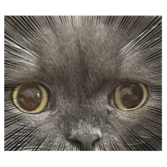 我們這一家 貓貓&寶寶們