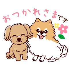 Pomeranian and toy poodle