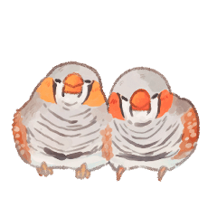 Zebra finch brothers' daily life