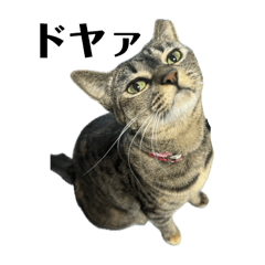 キジ猫ちびさんのスタンプ3with凛さん