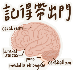 醫學人必備—解剖諧音梗！(有框版）