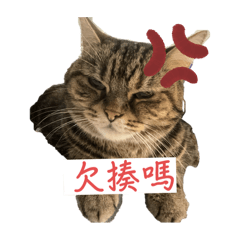YUXUAN家貓貓2
