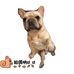 家有萌寵(⁎⁍̴̛ᴗ⁍̴̛⁎)