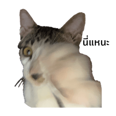 ShayenMoaw
