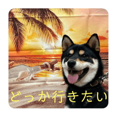 JoeCool_20241109110655