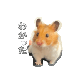 my hamster_20241108225606