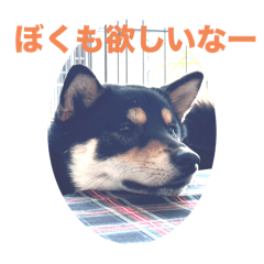 JoeCool_20241109194155