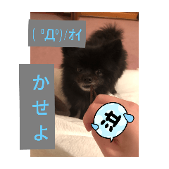 ponta's amazing life