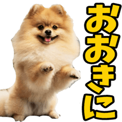 Pomeranian in Kansai dialect