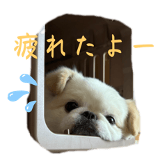 ries_20241109131143