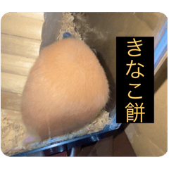 Vitamin_20241109063658