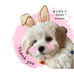 Broetchen the Maltipoo puppy (daily msg)