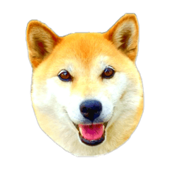 Shibainu Coro (hutae na inu) 2