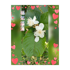 romanticflower language_20241108210628