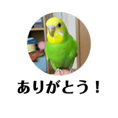 Ponzu the Budgerigar