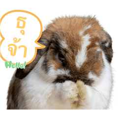 BINGO THE LOP