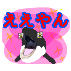 KAWAII killer whale