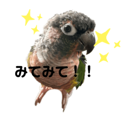 amatan___pi