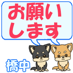 Hashinaka's letters Chihuahua2