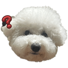 比熊犬 我是芋泥 芋泥是我