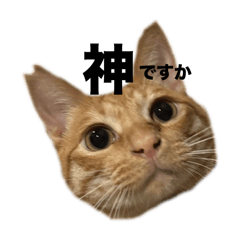 Sayuri_20241110174315