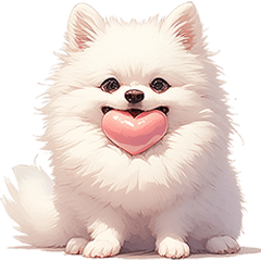 Cute Pomeranian(Thai)