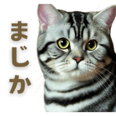 Full of American Shorthair cats.