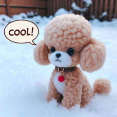 Snowy Toy Poodle @SFW