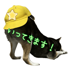 SHIBA.SARA_20241110215156