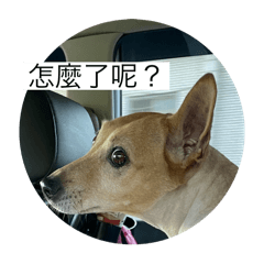 妞妞公主的貼圖❤️#2