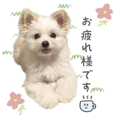 Rion's Sticker (Dog)