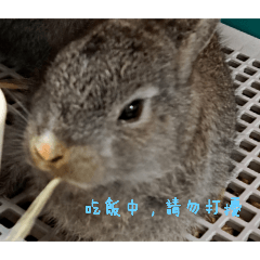 咖啡豆和黑糖的兔兔日常（免費版）