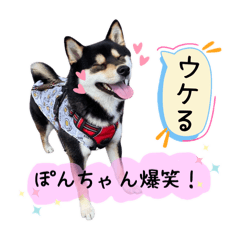 Daily Stickers. Black Shiba Inu, Ponzu.