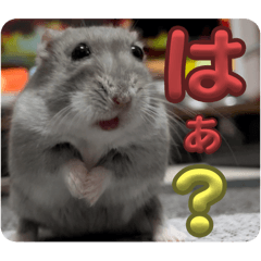 TKZOO_20241112122630