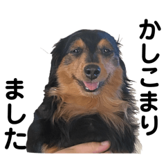 ダイエット中はるさん