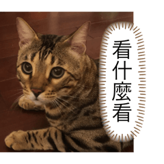 貓貓貓貓貓～