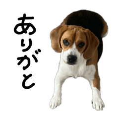 Beagle girl MUGI