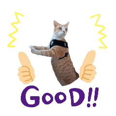 funny cat_20241113093034