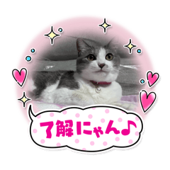 koz_20241113122225