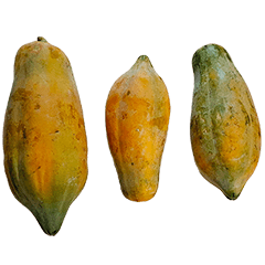 Food Series : Some Papaya #5