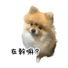 波波大公主