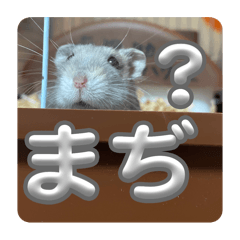 TKZOO_20241113032058