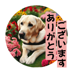 A Happy Life with My Guide Dog