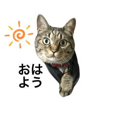 chons_20241113140928