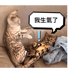 Cat貓貓貓貓貓