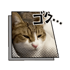 y.neko_20241114024558