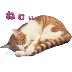 yuuko_20241113145726