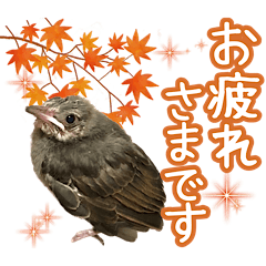 Brown-eared Bulbul's dairy sticker